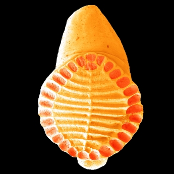 Motolička z ryby