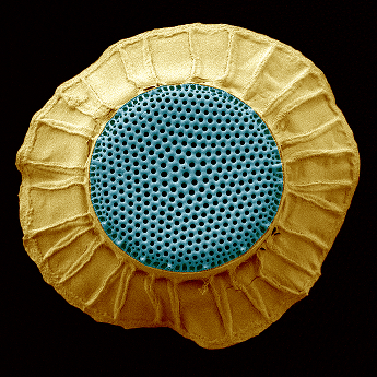 Knoflik