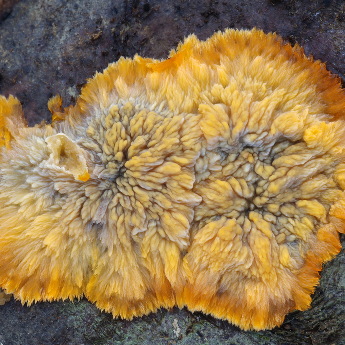 Žilnatka oranžová (Phlebia radiata)