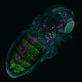 Metamorphosis by Recycling