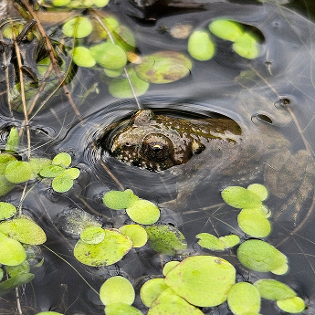 Hlavně nenápadně!
