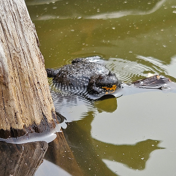 Teritoriální vibrace