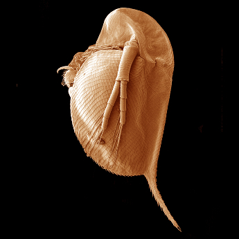 Hrotnatka (Daphnia)