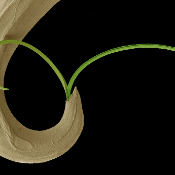 Kopulační orgán hlístice