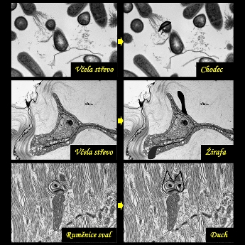 Dobrodružství elektronové mikroskopie