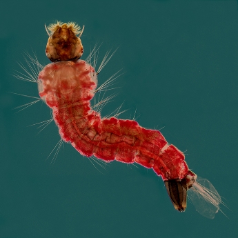 Index tělesné hmotnosti 