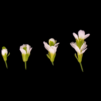 Příliš mnoho květin… 