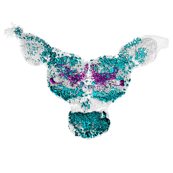 Tvář z mikrosvěta