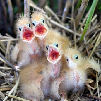 Setkání v rákosí