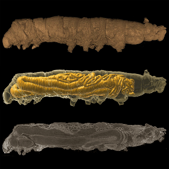 Naplněná hedvábím