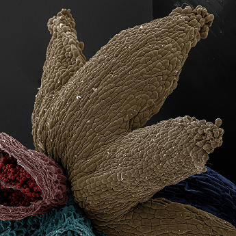 Šaškova čepice ze sekáče