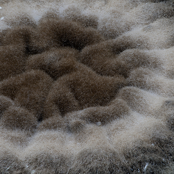 Pastva pro roztoče.