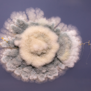 Nečekaná květina.