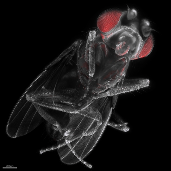 Drosophila 