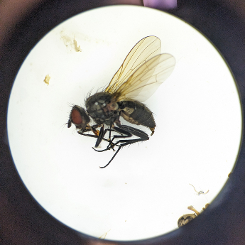 under microscope 1