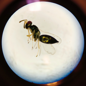under microscope 2