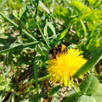 Bumble bee