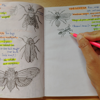 How to identify soil fauna?
