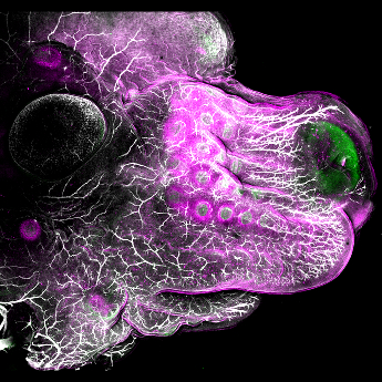 Embryonic mouse head