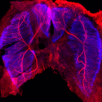 Innervation of embryonic diaphragm
