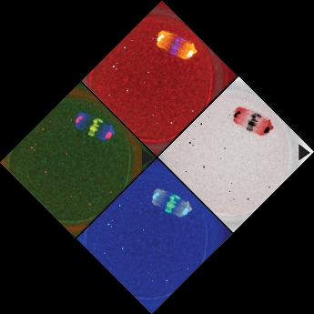 Meiosis: the generation of genetic diversity