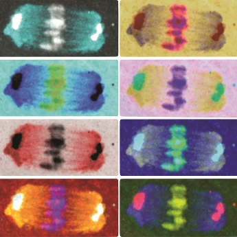 Meiosis: the generation of genetic diversity