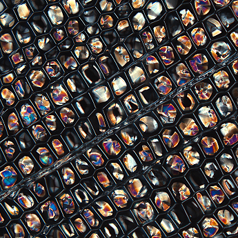 Xylémový kaleidoskop