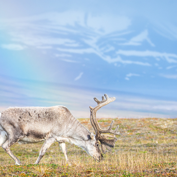 Rainbowdeer