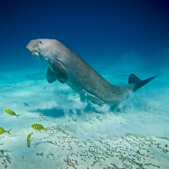 Mořská kráva dugong indický