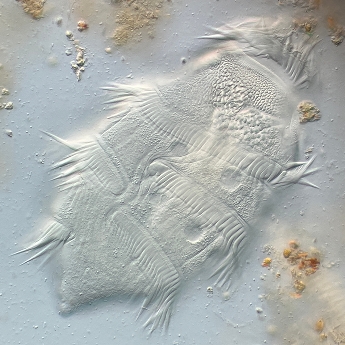 Troglodytella abrassarti